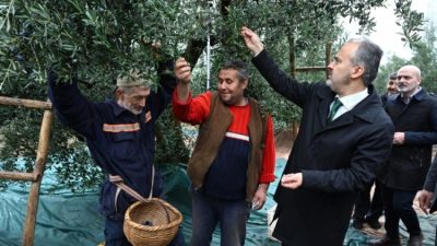 Bursa'nın marka tarım ürünlerinden olan zeytinde hasat bereketi, Büyükşehir Belediyesi