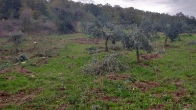 Bursalı üreticinin 18 yıllık emeği ayıların saldırıları sonrasında talan edildi.