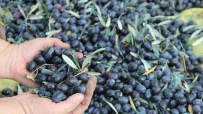 Zeytin hasat sezonunun başlaması ile zeytin alımlarını hızlı bir şekilde