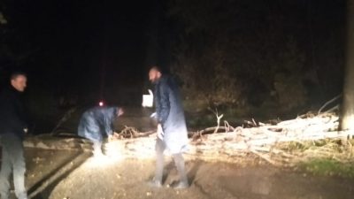 Orhangazi’de şahin tepesi bölgesi civarında yol üzerinde bulunan bir ağaç