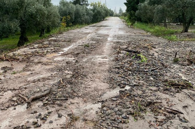 Her sağanak yağışta zeytin