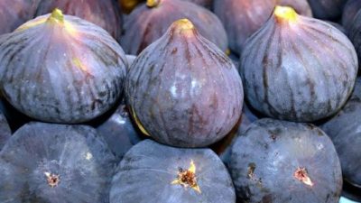 Orhangazi Kaymakamlığı, Orhangazi İlçe Tarım Müdürlüğü, Orhangazi Ziraat Odası’nın katkıları