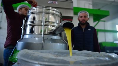 Geçtiğimiz haftalarda hasadına başlanan zeytinin bu seneki üretim miktarının, geçtiğimiz