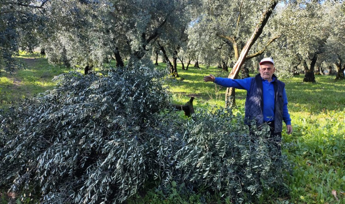 Orhangazi’ ve çevresinde zeytin