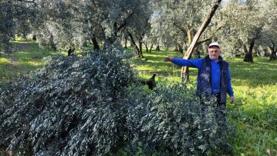 Orhangazi’ ve çevresinde zeytin hasadı devam ederken, önceki yıllarda da