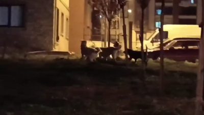 Bursa’nın Orhangazi ilçesinde daha öncede gündeme gelen ve sayısı her