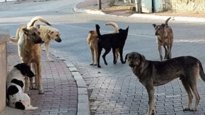 Son dönemde peş peşe yaşanan saldırıların ardından, başıboş sokak köpeği