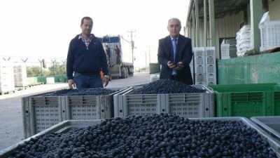 Zeytin alımlarına devam eden Marmarabirlik kooperatifi bu güne dek aldığı