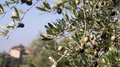 Kültür ve Turizm Bakanı Mehmet Nuri Ersoy, Türkiye’nin geleneksel zeytin yetiştiriciliğinin, ‘UNESCO Acil Koruma Gerektiren