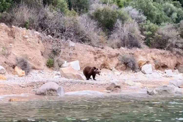 Armutlu’da sahile inen ayılar