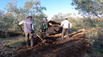 Orhangazi’de başta zeytin olmak üzere bir çok tarım ürünü üreten