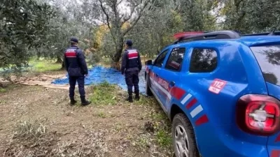 Orhangazi ve İznik bölgelerinde son günlerde artan zeytin ve üzüm