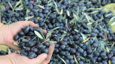2023 – 2024 yılı hasat sezonunun sona yaklaşmasıyla  zeytin alım