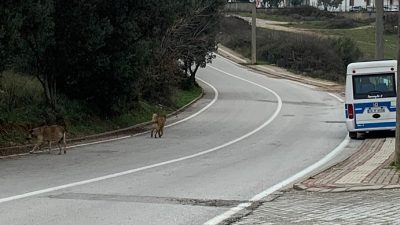 Orhangazi’de Çocuğu İle Başı Boş Köpeklerin Ortasında Kalan Kadın Zor