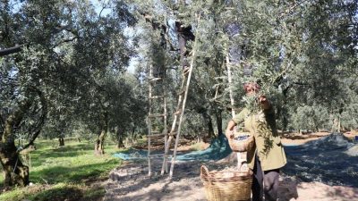 Ekim ayı ile birlikte üye ortaklarından zeytin alımlarına başlayan Türkiye’nin