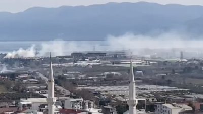 Bursa'nın Orhangazi ilçesinde zeytin çeliği kesimi ve zeytin budama döneminin