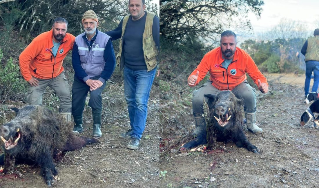 Bursa'nın Orhangazi ilçesinde domuz