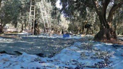 Üretimi desteklemek ve maliyetleri azaltmak hedefi ile Marmarabirlik ortaklarına toplam