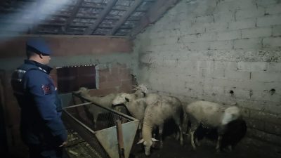 İznik'te kayıp ihbarı yapılan  koyunların  bulunması için çalışma