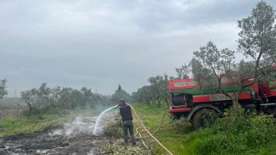 Bursa'nın Orhangazi ilçesinde meydana gelen olayda, bir zeytinlik içinde zeytin