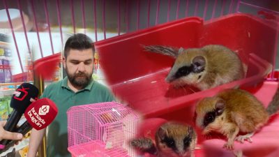 Bursa'nın Orhangazi ilçesinde  ormanlık alanda gezerken daha önce hiç görmediği