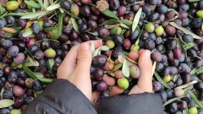 Kahvaltı sofralarının vazgeçilmezi zeytinde enflasyondan nasibini aldı. Bazı markalarda 1
