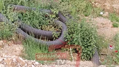 Bursa'nın Orhangazi ilçesine bağlı Gedelek mahallesinde halk arasında uzun yıllardır