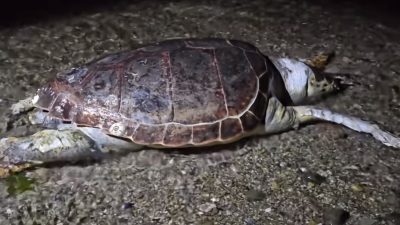 Nesli tükenme tehlikesi altında ki  canlılardan olan  caretta caretta,  Bursa’nın