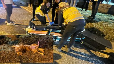 Bursa’nın Orhangazi ilçesinde meydana gelen trafik kazasında önüne çıkan köpeğe