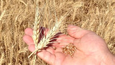 Türkiye Ziraat Odaları Birliği, 2024 yılı 1 kilo buğday üretim