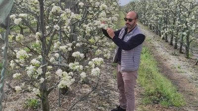 Orhangazi İlçe Tarım Müdürlüğü bölgede yetiştirilen elma, armut ve zeytin