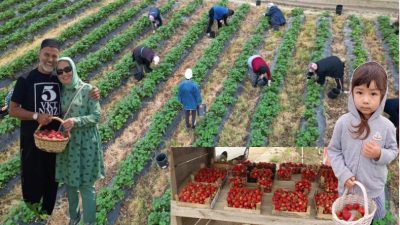 Bursa'nın Orhangazi ilçesinde bulunan ve bölgenin en  büyük çilek üretim