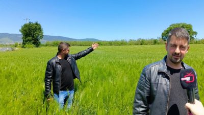 Bursa'nın daha çok Karacabey, Mustafakemalpaşa, Yenişehir ve Orhangazi ilçelerinde ekimi