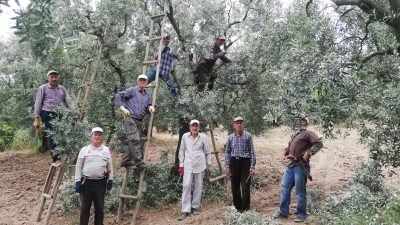 Bursa’nın en büyük tarımsal geçim kaynaklarından olan zeytin için Ocak