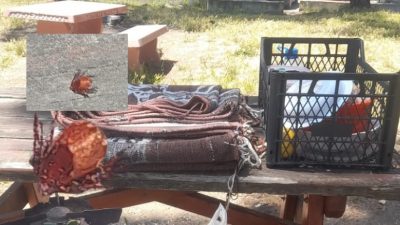 Bursa'nın Orhangazi ilçesinde İznik gölü kenarına piknik yapmak için giden
