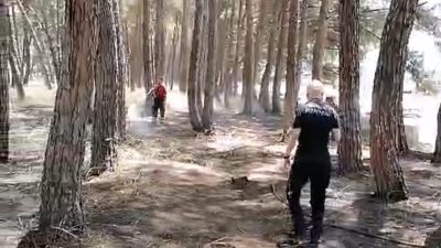Bursa'nın Orhangazi ilçesinde İznik gölü kenarında ki çamlık alanda geçtiğimiz