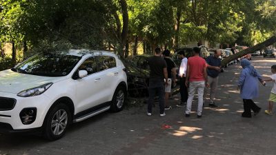 Bursa’nın Orhangazi ilçesinde İznik gölü sahili çamlık alanda bulunan bir