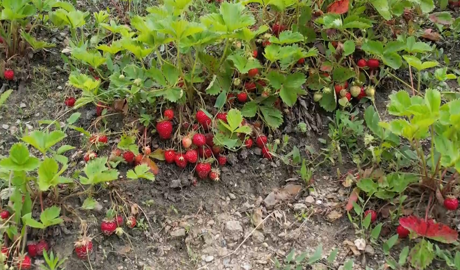 Marmara bölgesinin en önemli