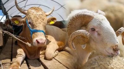 Tarım ve Orman Bakanlığı, kurban pazarlarında satılmayan kurbanlıkların Et ve