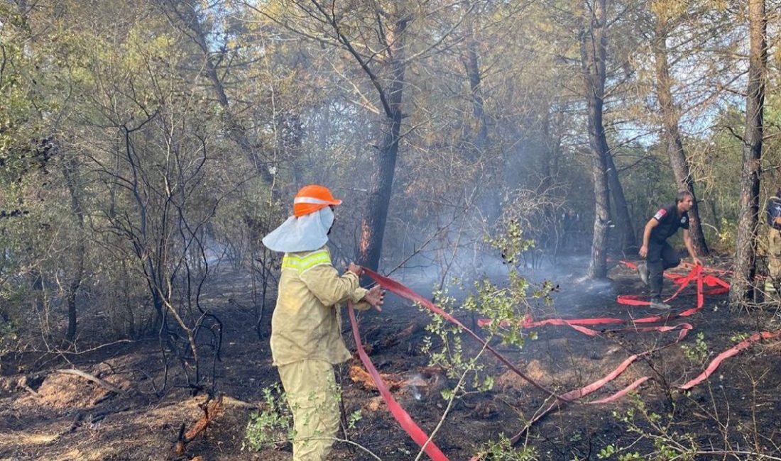 Son günlerde artan orman