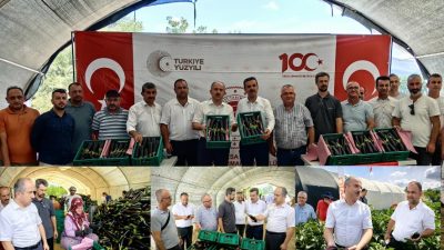 Bursa'nın Orhangazi ilçesinde hasadına şu günlerde yapılan patlıcan için Tarım
