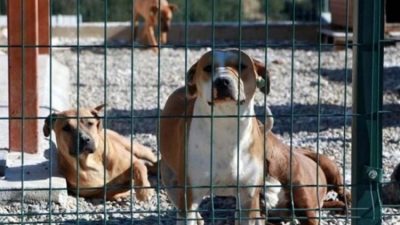 Kamuoyunda 'ötanazi' tartışmalarıyla tepkilere neden olan ve 30 Temmuz'da TBMM