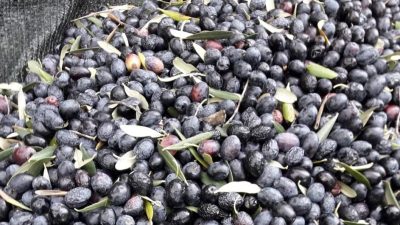 Bursa’nın en büyük tarımsal geçim kaynaklarından olan zeytinde bu yıl