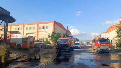 Çok sayıda sele alevlere teslim oldu, zeytinler zarar gördü