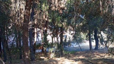 Bursa'nın Orhangazi ilçesinde bulunan Endürstri meslek lisesi bahçesindeki ağaçlık alanda
