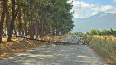 Bursa'nın Orhangazi ilçesinde yaşanan olayda göl kenarı çamlık alandaki bir