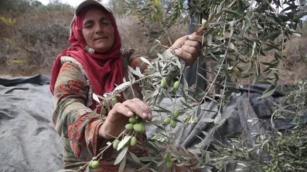 Türkiye'de sofralık zeytin üretiminin