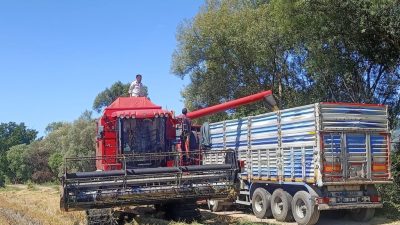 Bursa'nın verimli ovalarında uzun yıllardır üretimi yapılan Çeltik için üreticinin
