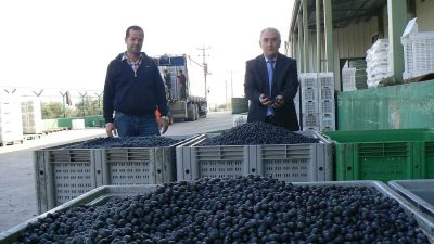 Yaklaşan zeytin hasat sezonu öncesi zeytin piyasasının en büyük işletmecisi