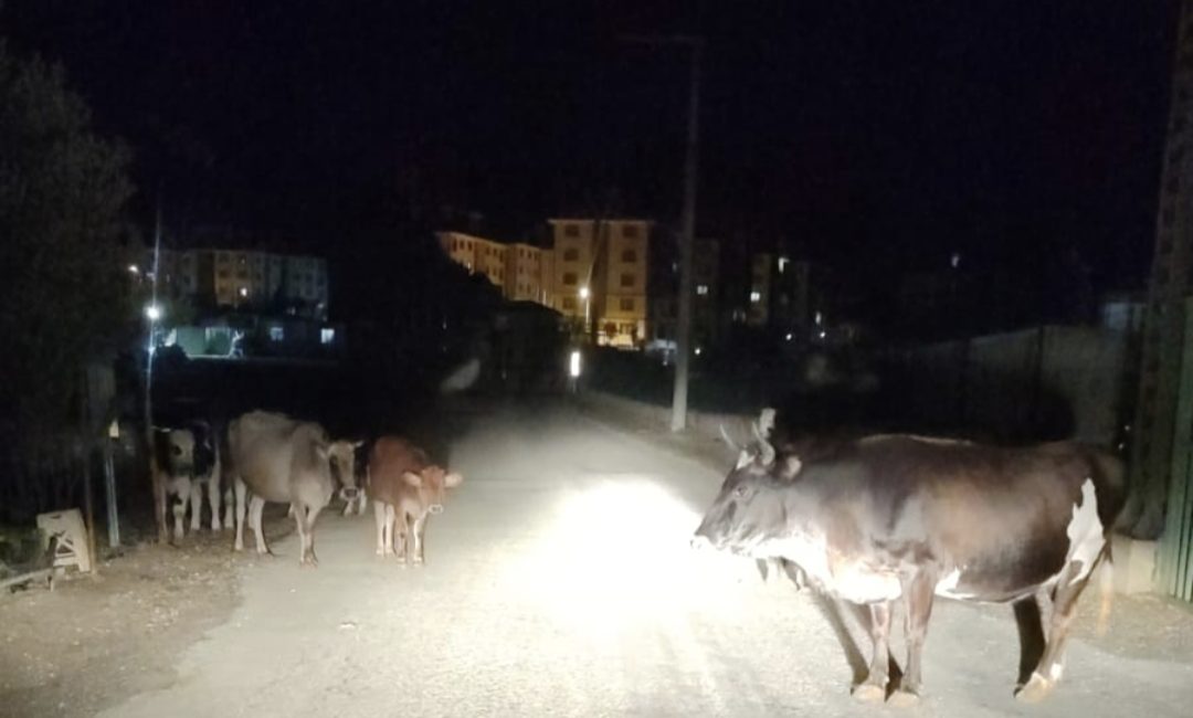 Bursa'nın Orhangazi ilçesinde sürüler